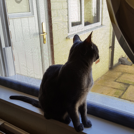 Fenstergitter für Katzen, Bild 5