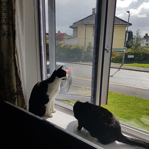 Fenstergitter für Katzen, Bild 9